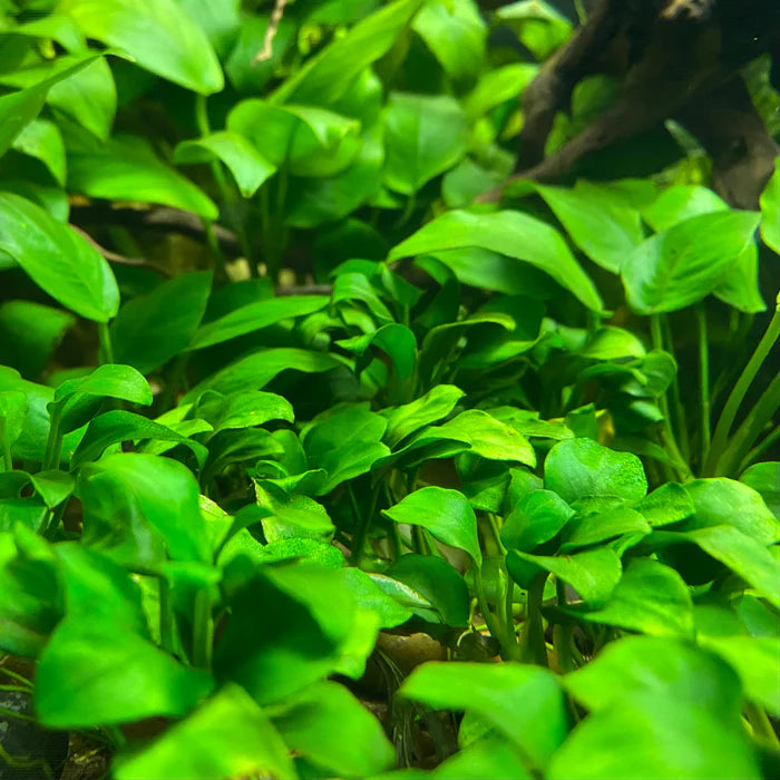 Anubias