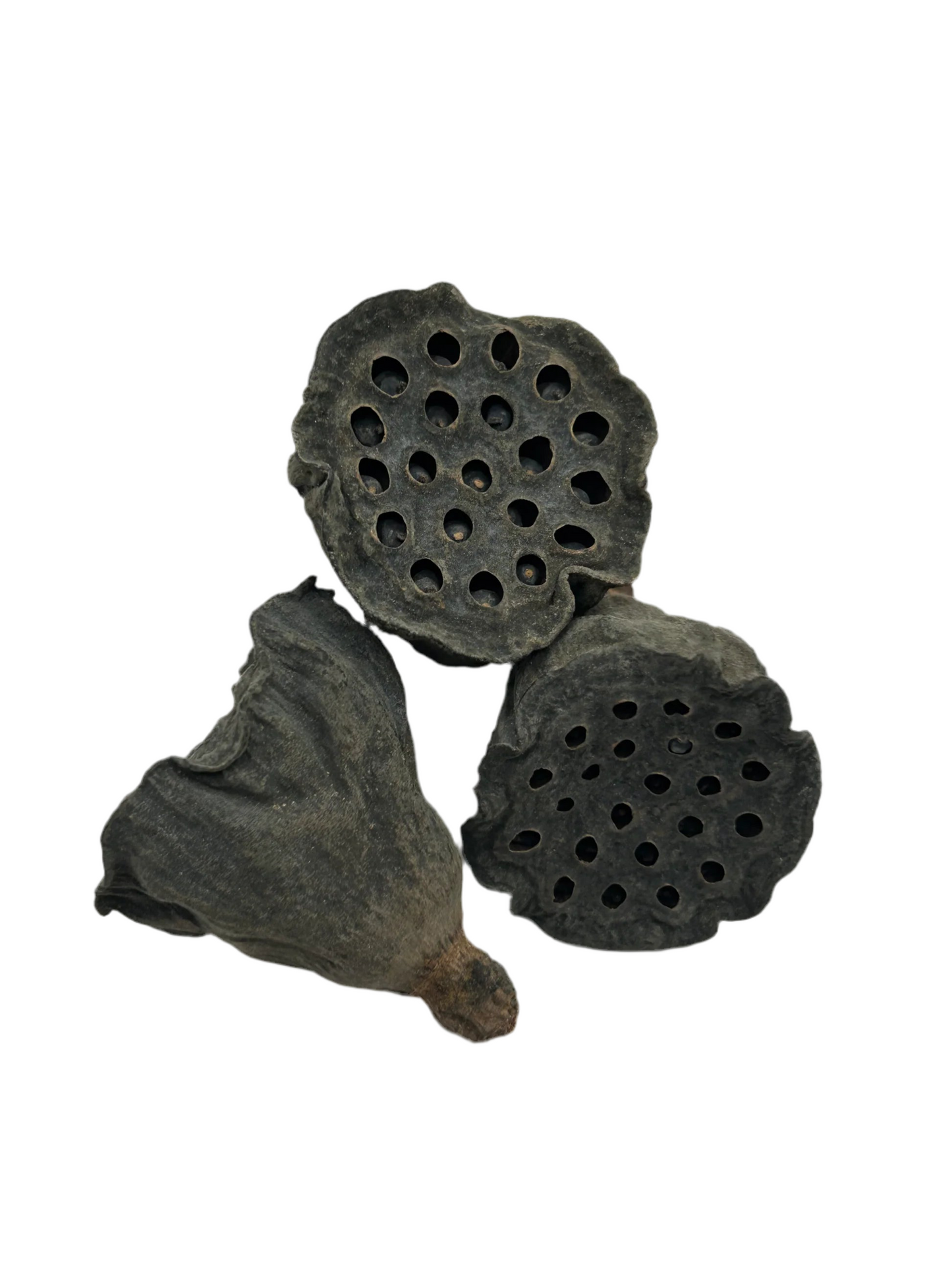 Medium Lotus Pod - 3Pk