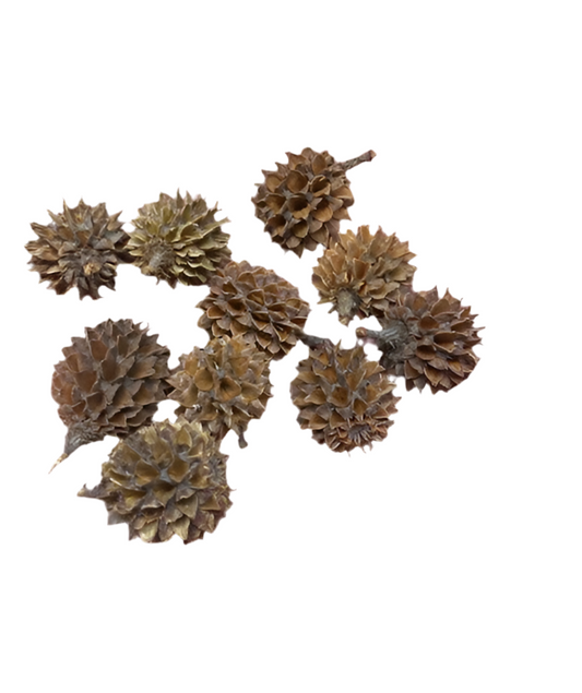 Casurina Cones - 10Pk