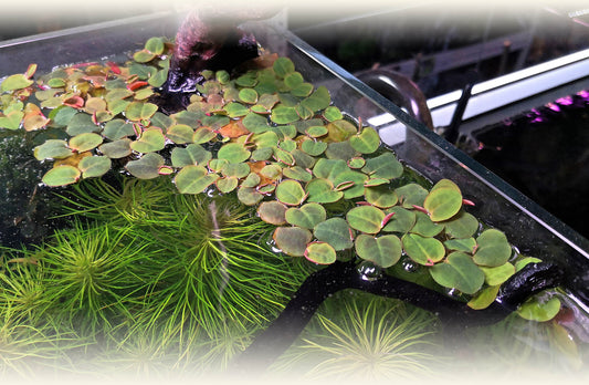 Red Root Floaters - Phyllanthus Fluitans