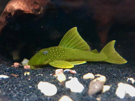 Hi-Fin Green Phantom Pleco (L200)