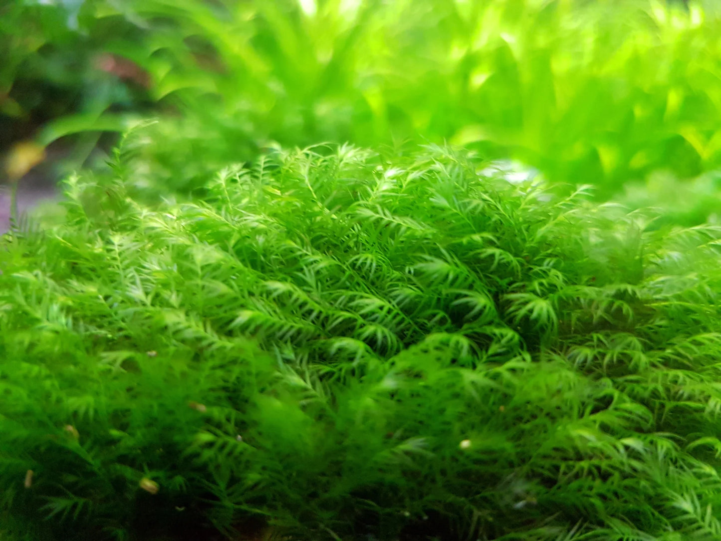 Phoenix Moss - Fissidens Fontanus