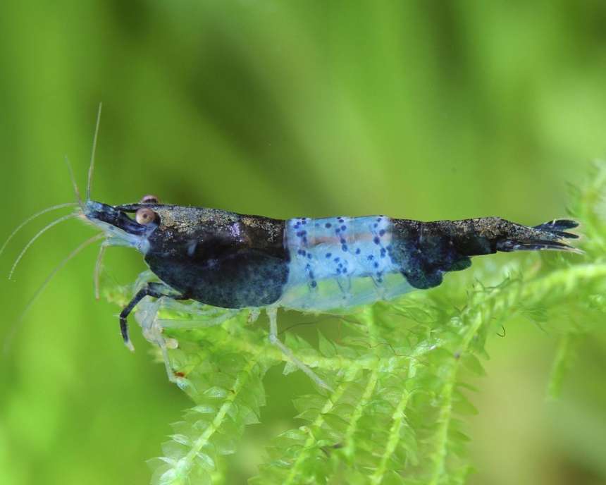 Carbon Rili - Neocaradina