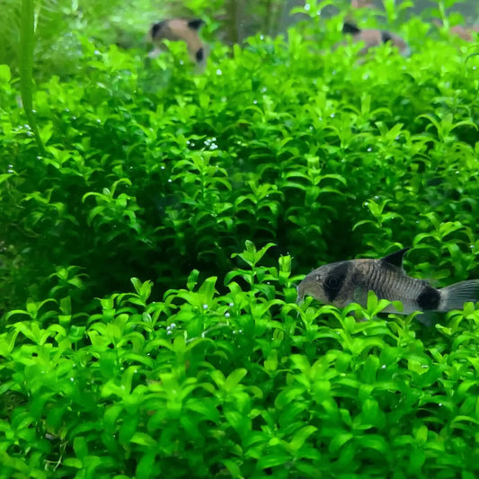 Pearlweed - Hemianthus Micranthemoides