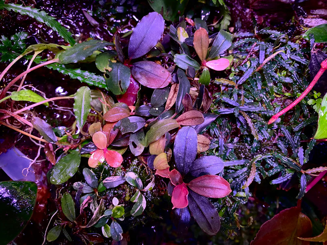 Bucephalandra
