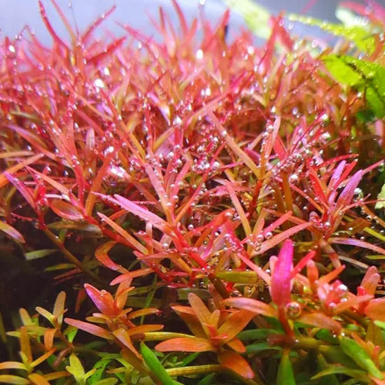 Aquarium Tools and Accessories