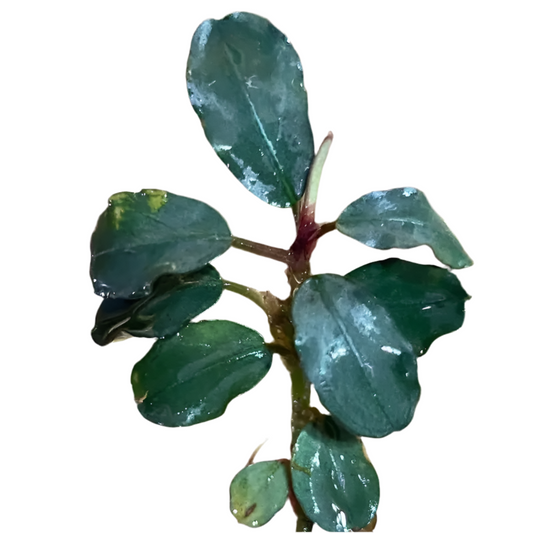 Bucephlandra - Silver Aurora