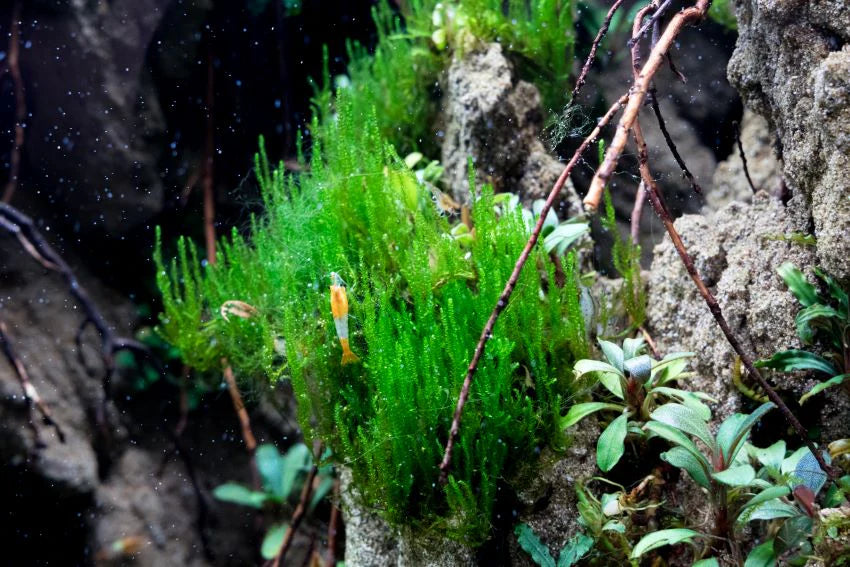 Flame Moss
