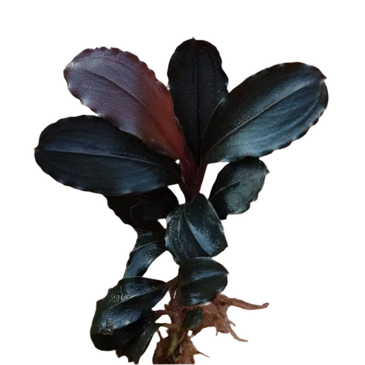 Bucephalandra - Pandora Queen