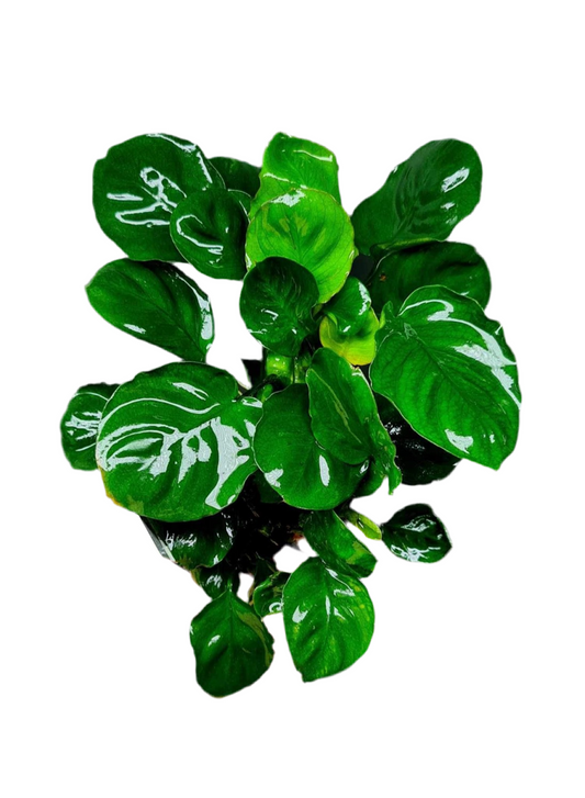 Anubias - Barteri var. nana ‘coin’