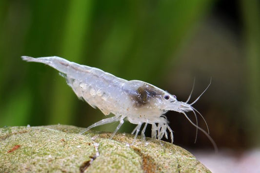 Snowball - Neocardina