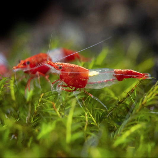 Red Rili - Neocardina