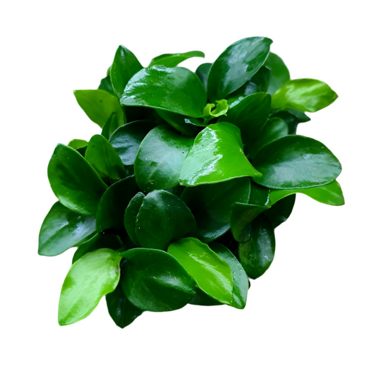Anubias - Nana Bonsai