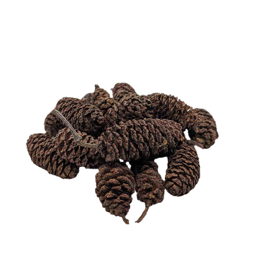 Birch Cones - 10Pk