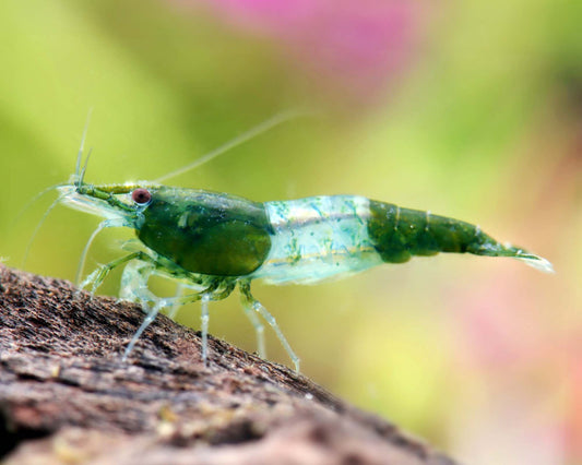 Green Rili - Neocardina