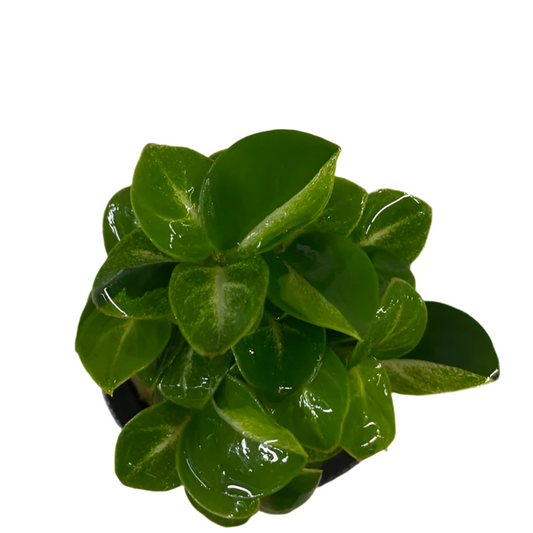 Anubias - Stardust Mini