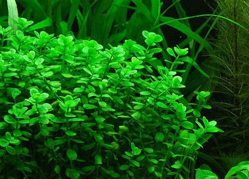 Bacopa - Monneri