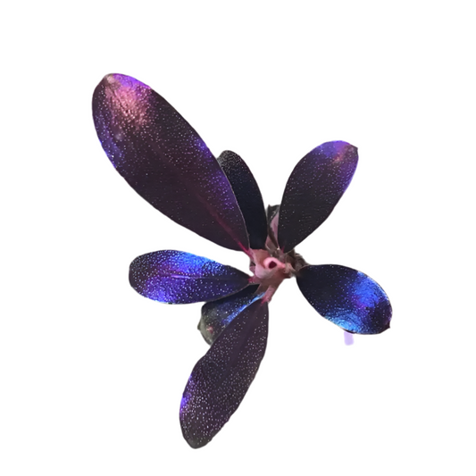 Bucephalandra - Black Angel