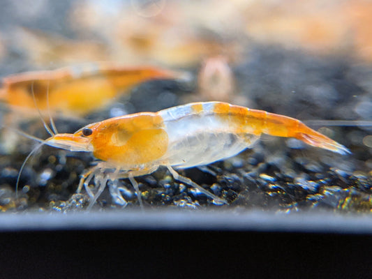 Orange Rili - Neocardina