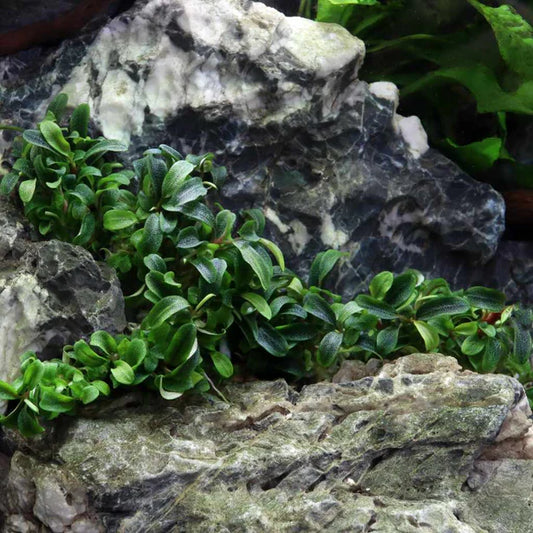 Bucephalandra - Sp. Needle leaf