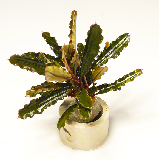 Bucephalandra - Alamanda Blue VI