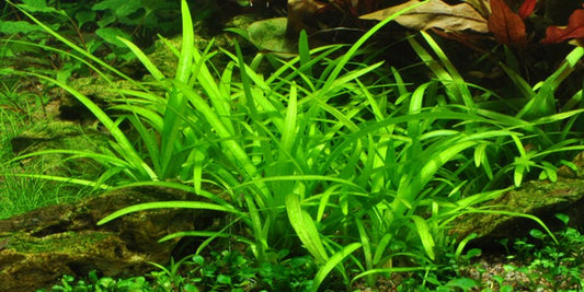 Dwarf Saggitaria