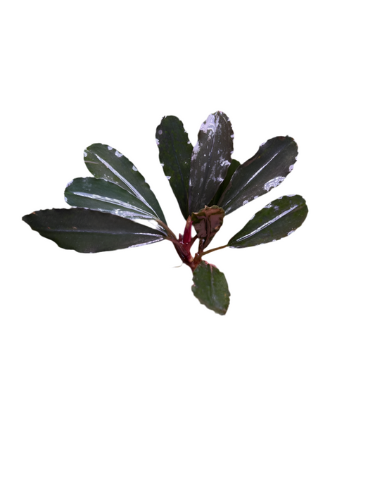 Bucephalandra - Velvet Entikong