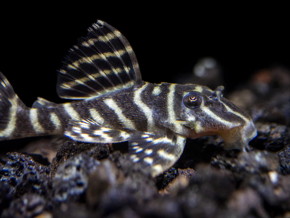 Mega Clown Pleco (L340)
