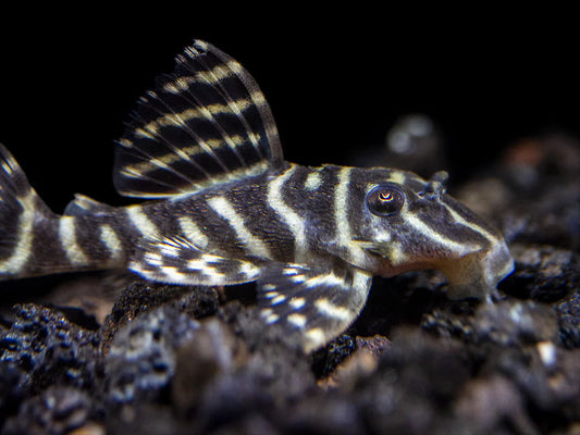 Mega Clown Pleco (L340)