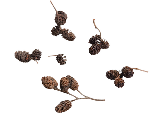 Alder Cones - 10Pk