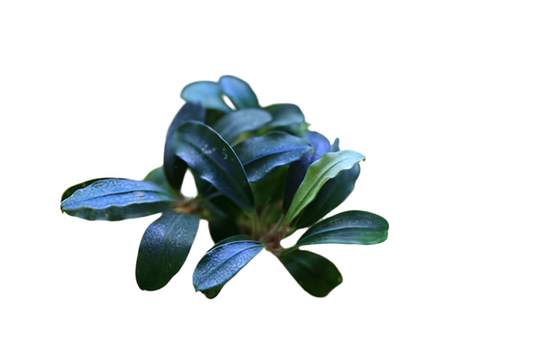 Bucephlandra - Elegant Blue