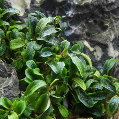 Bucephalandra - Sp. Needle leaf