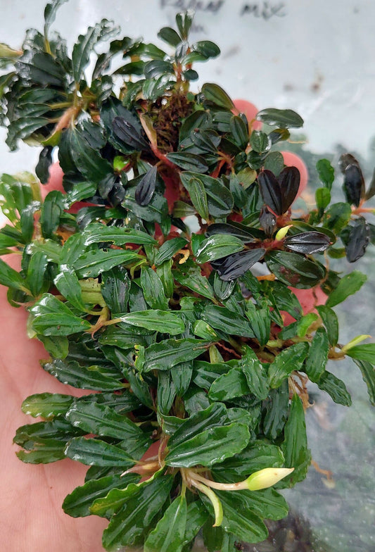 Bucephalandra - Black Hulu Kapuas