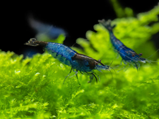 Blue Rili - Neocardina