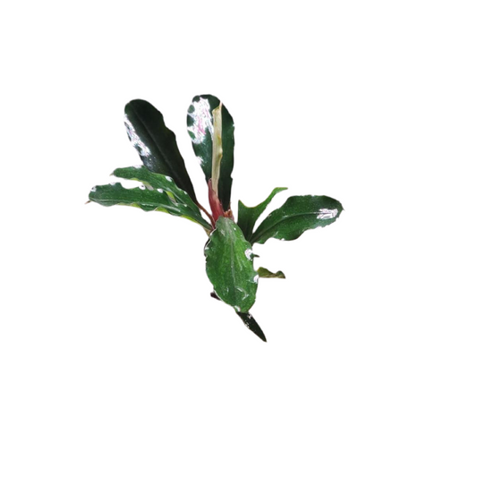 Bucephalandra- Giant Catherine