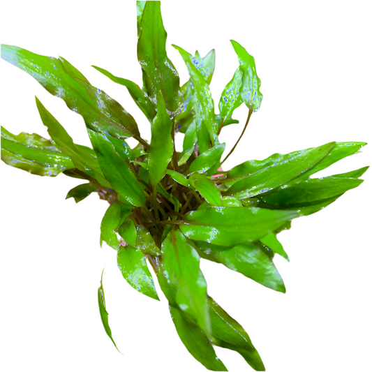 Crypt - Wendtii