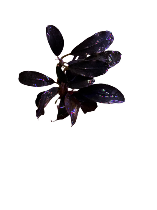 Bucephlandra - Purple Queen