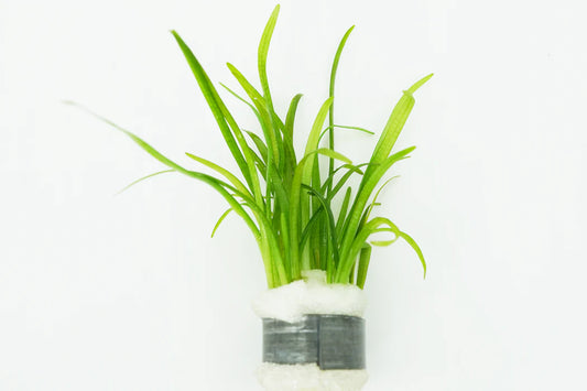 Dwarf Saggitaria