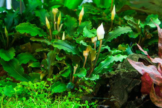 Bucephalandra - Bukit Kelam