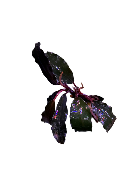 Bucephlandra - Narrow Green