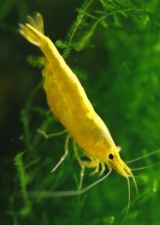 Golden Back Yellow - Neocardina