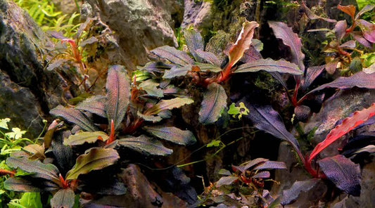 Bucephalandra - Brownie Jade