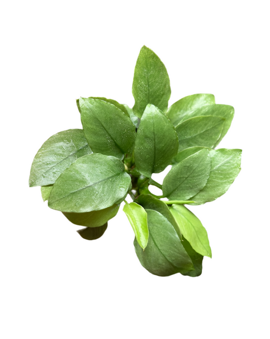 Anubias - Nana Green Jade