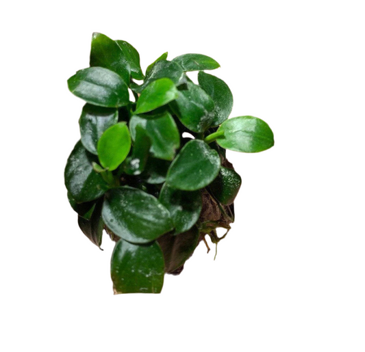 Anubias - Nana petite