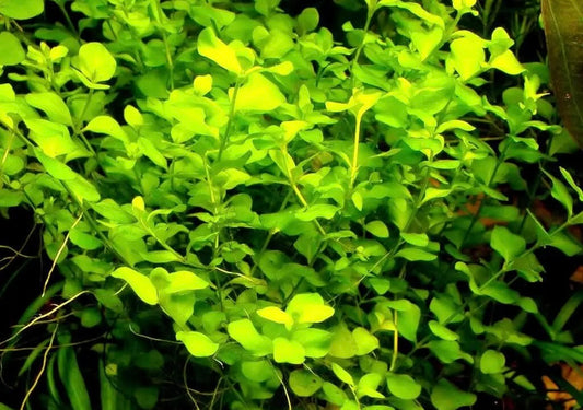 Bacopa - Australis