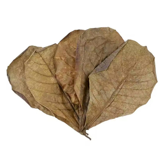 Indian Almond Leaves - 10Pk