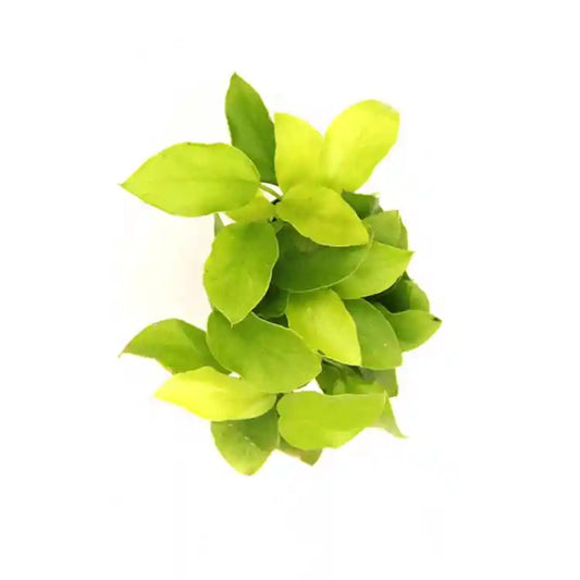 Anubias - Nana Golden Mini