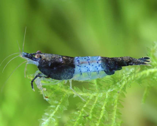Carbon Rili - Neocaradina