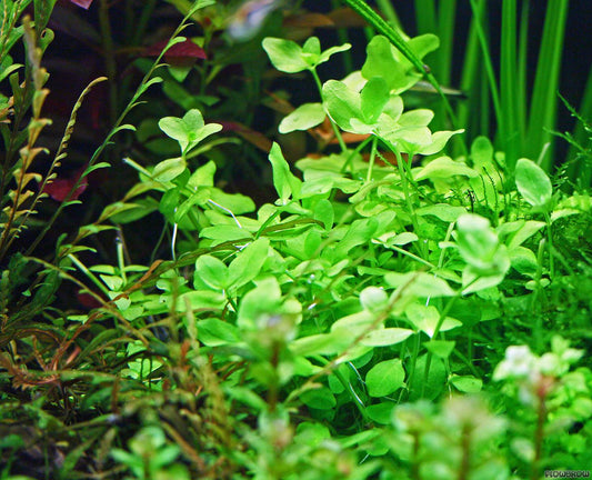Bacopa - Australis