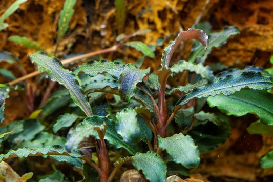 Bucephalandra - Sp. Kedegang